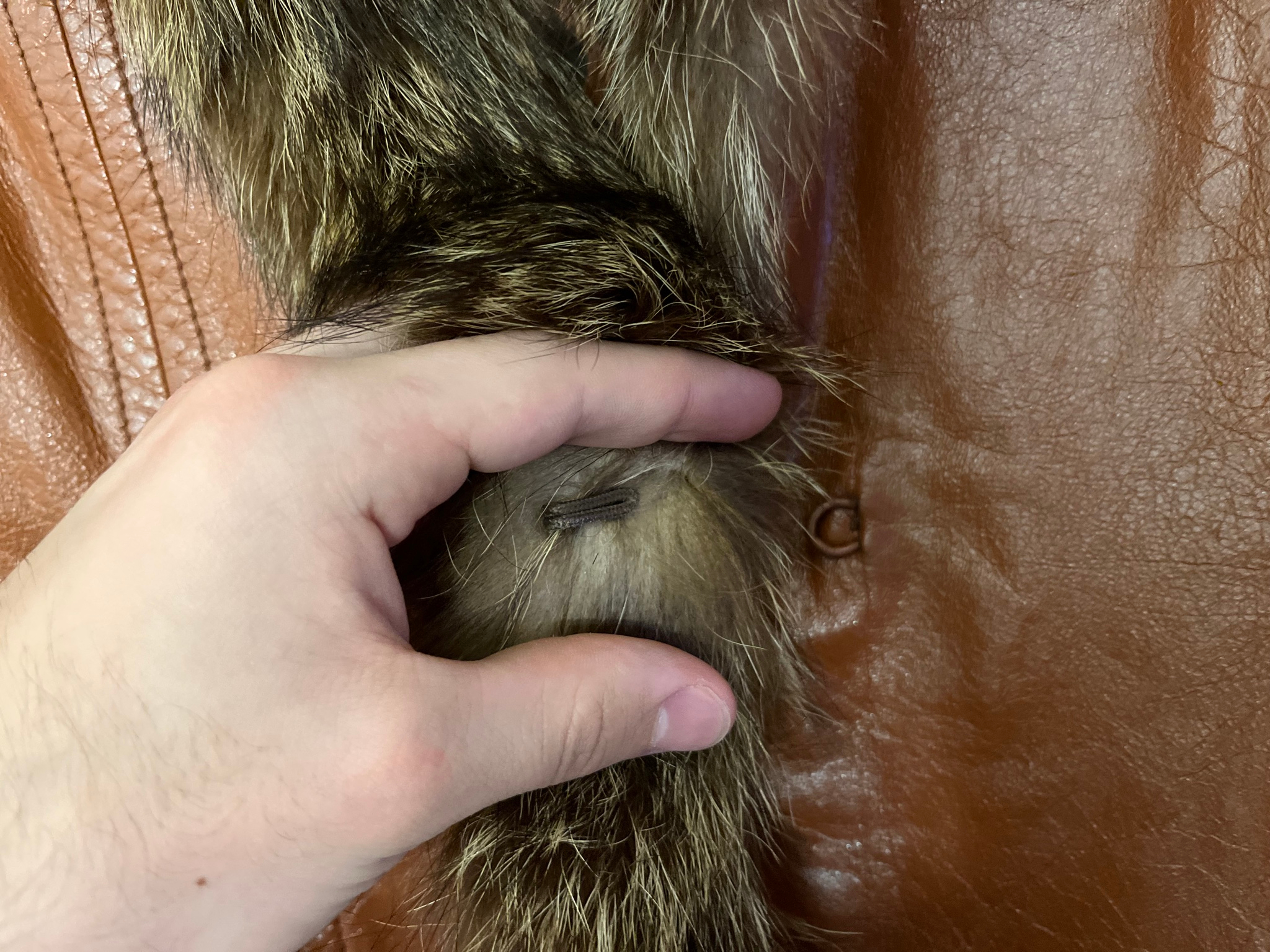 Dolce & Gabbana Fur/leather Jacket, миниатюра 8