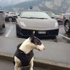 Аватар продавца revendedordedonas