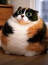 Аватар продавца Котенок